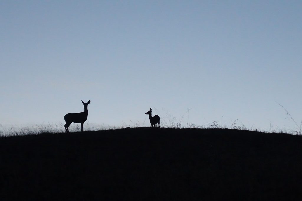 Missing in Action, an Emotional Roller Coaster